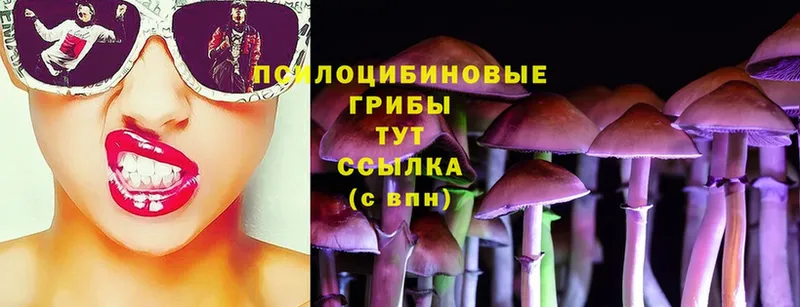 Псилоцибиновые грибы Psilocybe  купить закладку  Калтан 